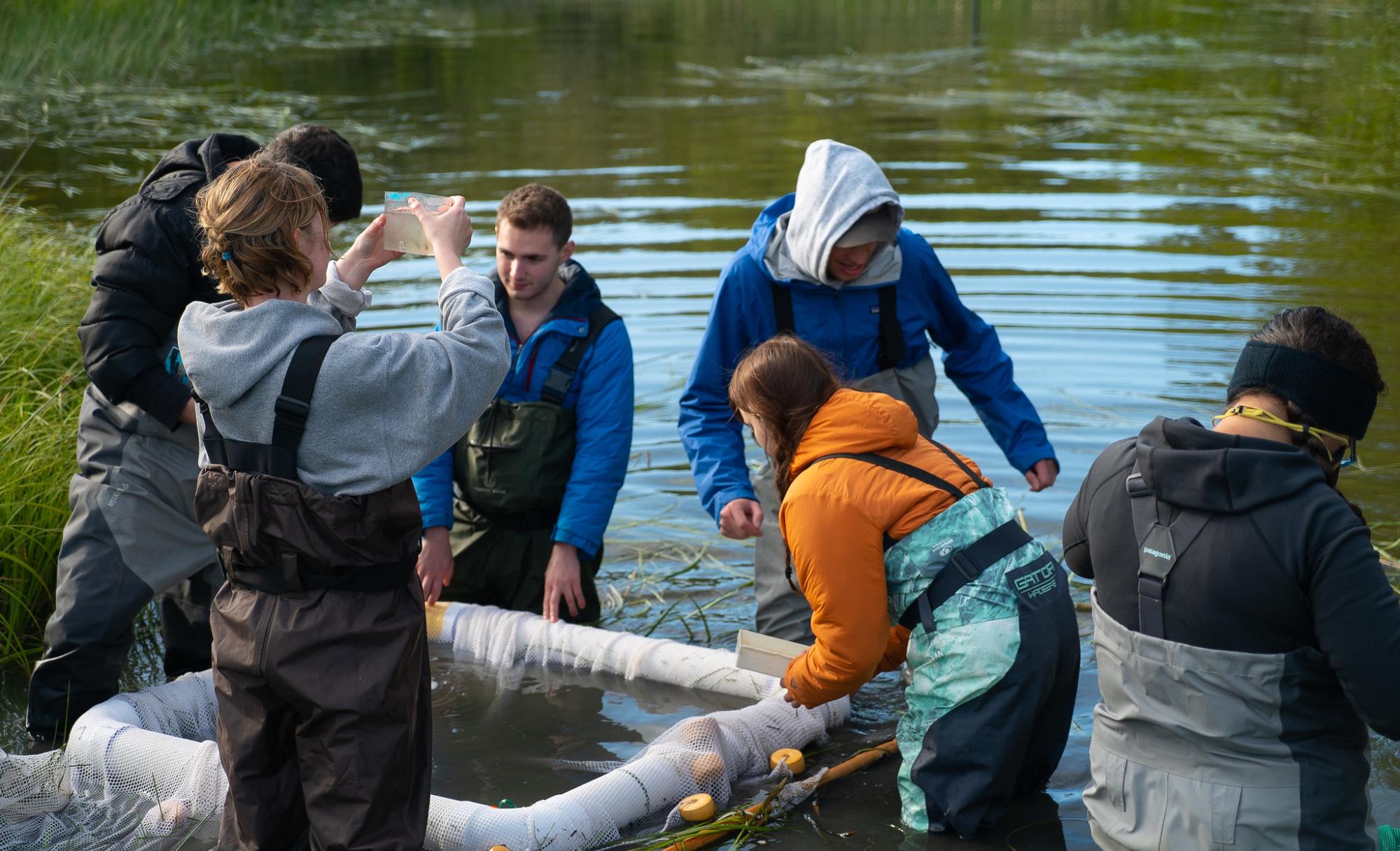 Group of students working in a creek with fish